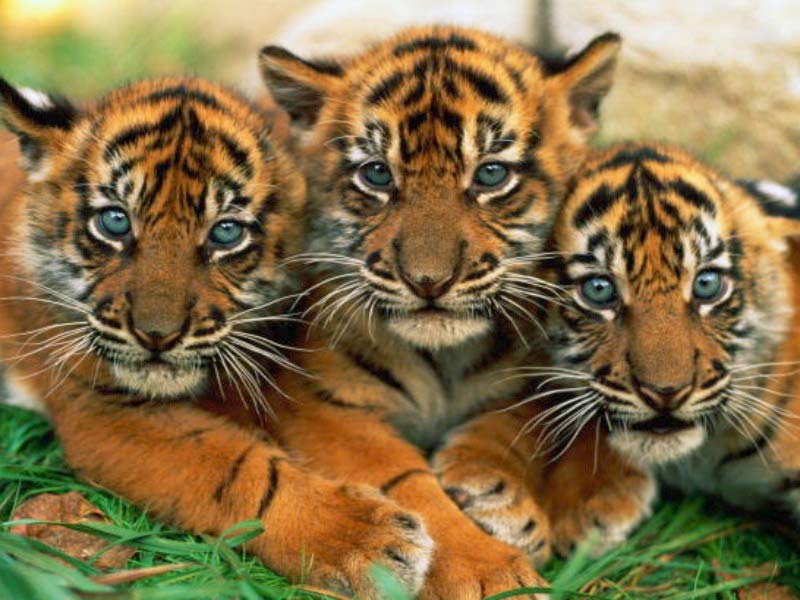 tigers tuskars
