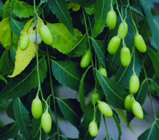 The Benefits of the Neem Tree