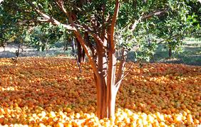 Like Like Love Haha Wow Sad Angry Nagpur is famous for the oranges. Nagpur is proudly known as the orange...