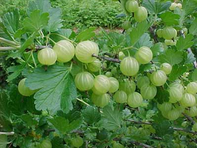 Health Benefits of Amla