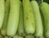Dudhi Bhopla scene as a potential weight loss aid, the Nutri Health. Dudhi, also known as bottle gourd and lauki,...