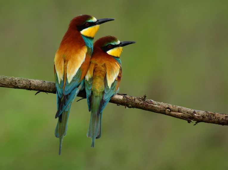 Effects of Environmental Pollution On Birds